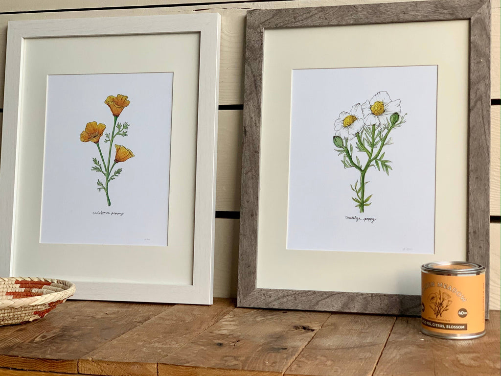 California Golden Poppy Wildflower Art Print Home Wall Decor