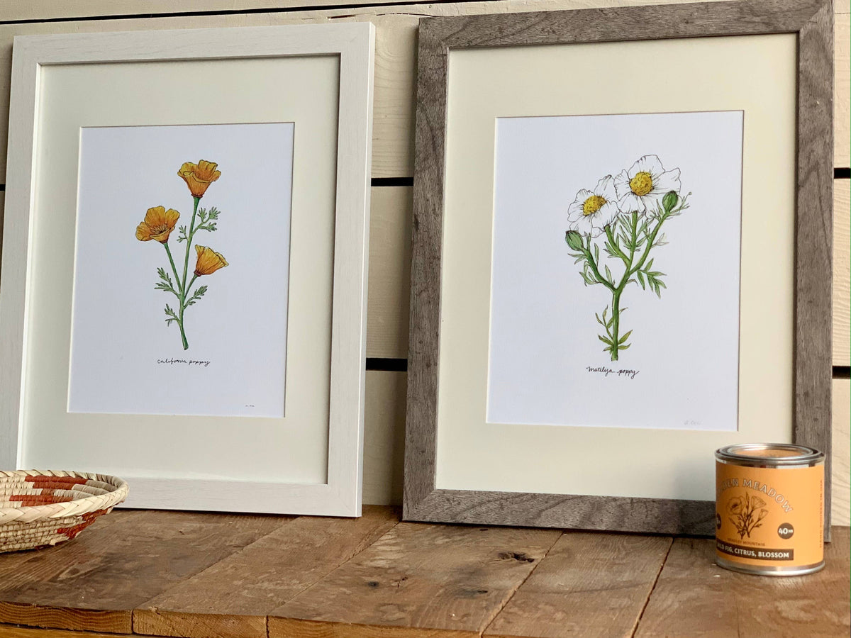 California Golden Poppy Wildflower Art Print Home Wall Decor