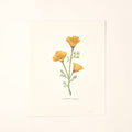 California Golden Poppy Wildflower Art Print Home Wall Decor