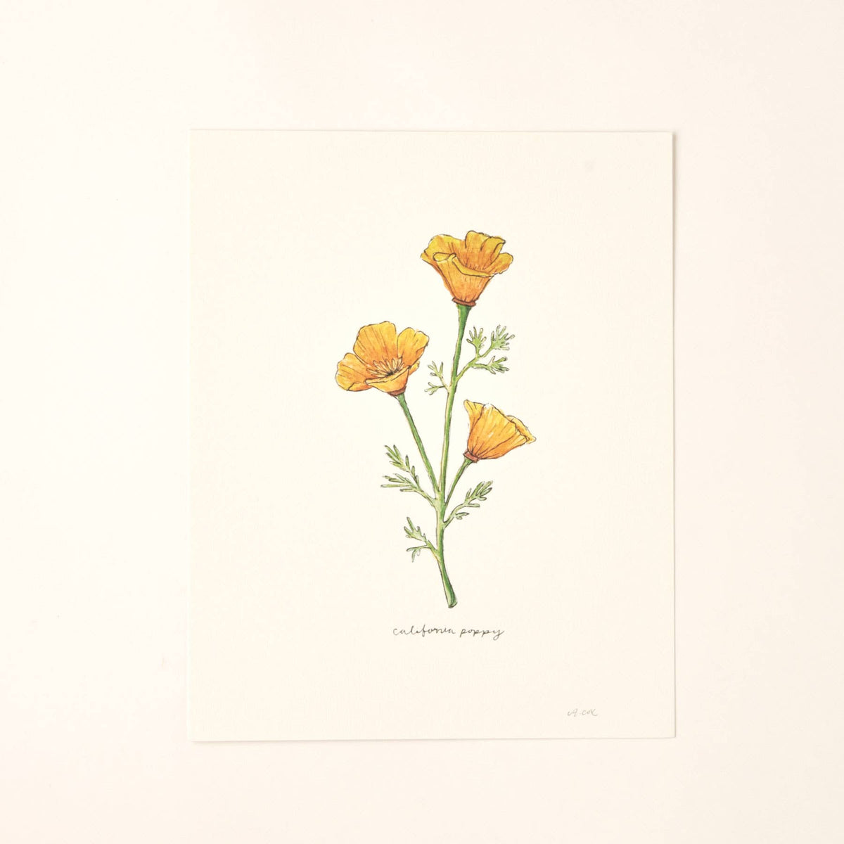 California Golden Poppy Wildflower Art Print Home Wall Decor